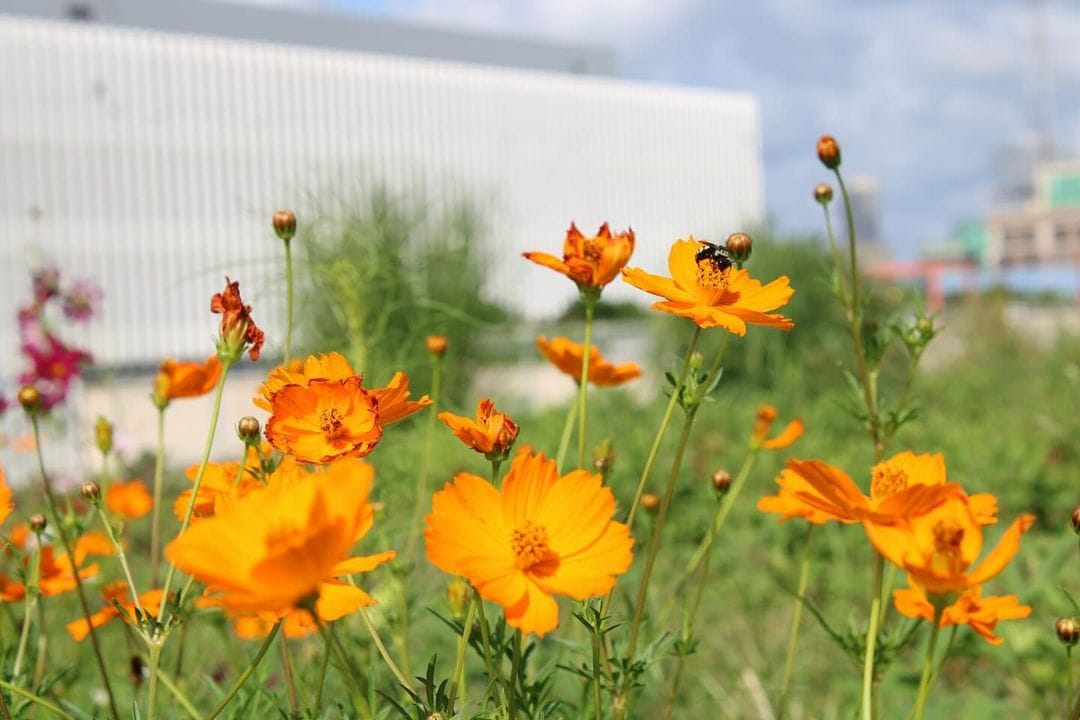 Skyfarm Flowers