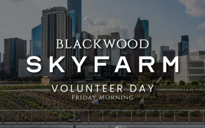 Volunteer at Blackwood Skyfarm – Rooftop