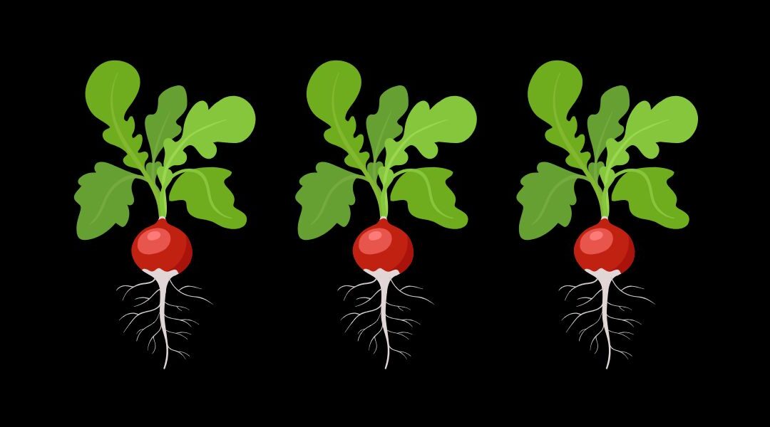 Seasonal Plant Lesson: Radishes