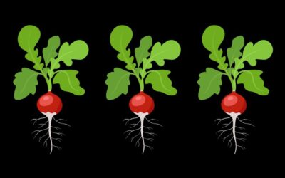 Seasonal Plant Lesson: Radishes