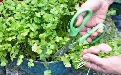 Seasonal Plant Lesson: Cilantro