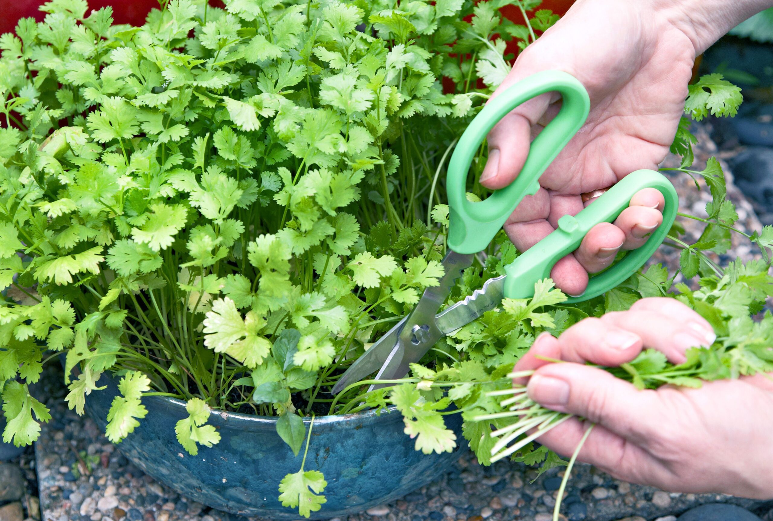 cilantro plant lesson