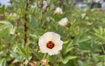 Seasonal Plant Lesson: Roselle (Hibiscus)