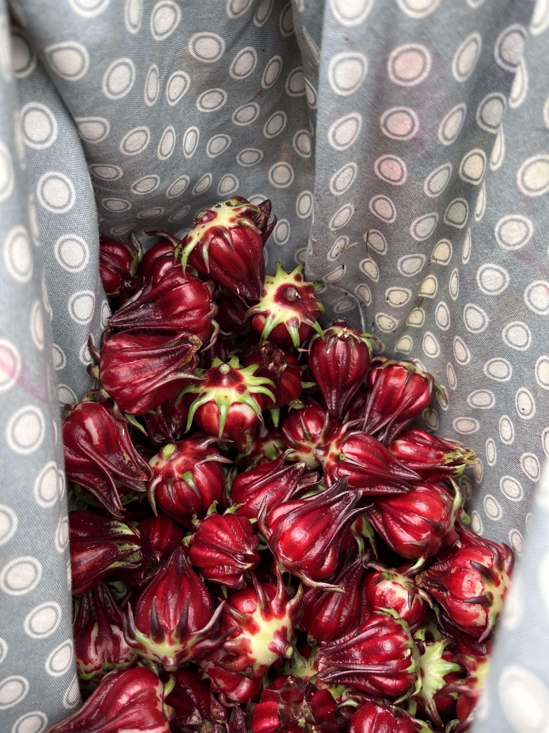 Roselle Harvest Radish