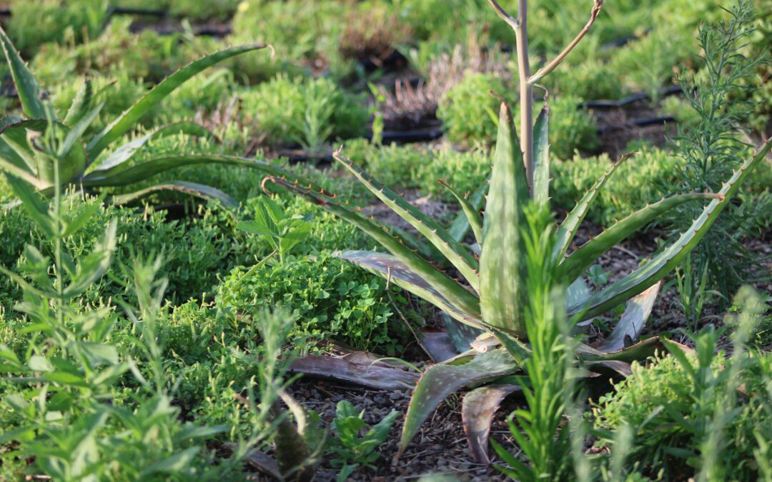 Ground Covers: Seasonal Plant Lesson