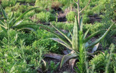 Ground Covers: Seasonal Plant Lesson